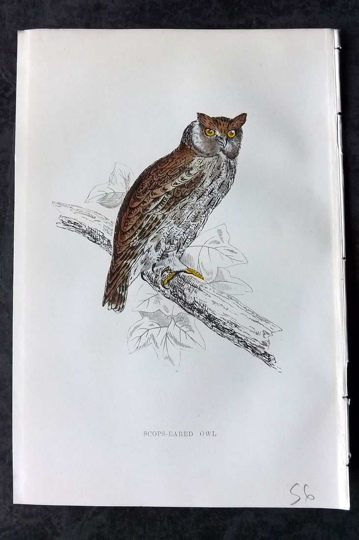 Morris, Francis 1867 Hand Col Bird Print. Scops Eared Owl: Woodblocks Published 1863-7, London for "A History of British Birds" by the Rev. Francis Orpen Morris. Printed in colours and finished by hand. Paper Size: 7.5 x 5 inch (19 x 12cm) Good Condition