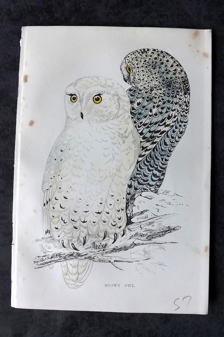 Morris, Francis 1867 Hand Col Bird Print. Snowy Owl: Woodblocks Published 1863-7, London for "A History of British Birds" by the Rev. Francis Orpen Morris. Printed in colours and finished by hand. Paper Size: 7.5 x 5 inch (19 x 12cm) Minor margin toning