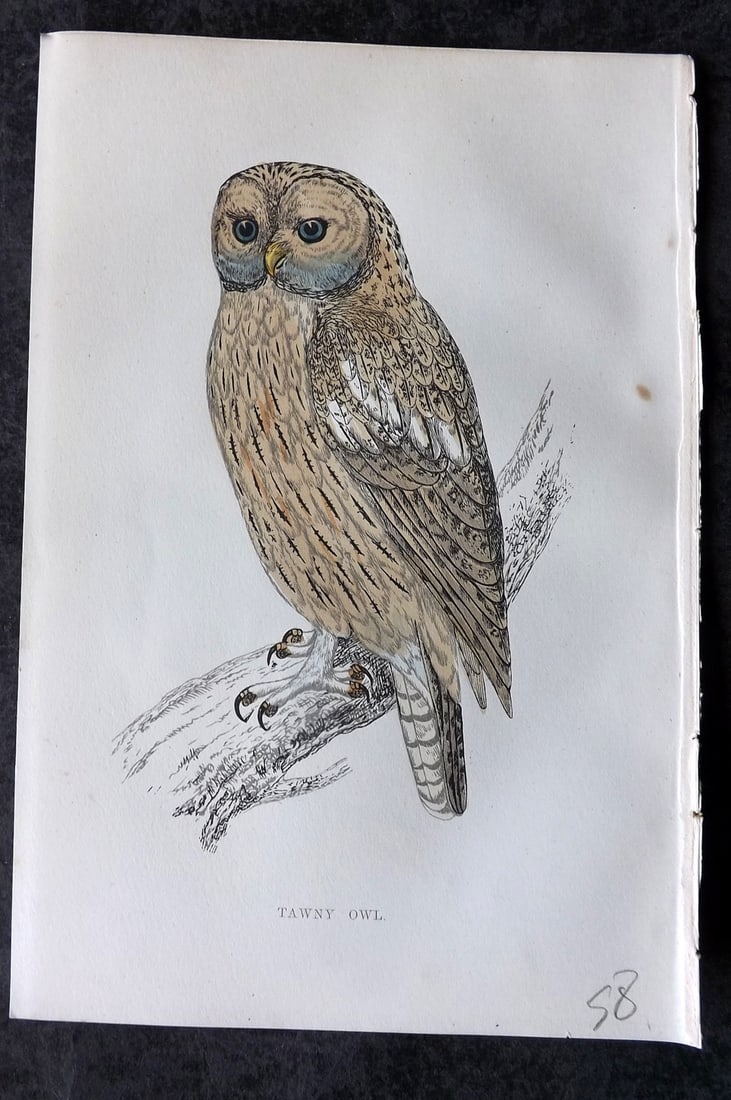 Morris, Francis 1867 Hand Col Bird Print. Tawny Owl: Woodblocks Published 1863-7, London for "A History of British Birds" by the Rev. Francis Orpen Morris. Printed in colours and finished by hand. Paper Size: 7.5 x 5 inch (19 x 12cm) Tiny margin tone sp