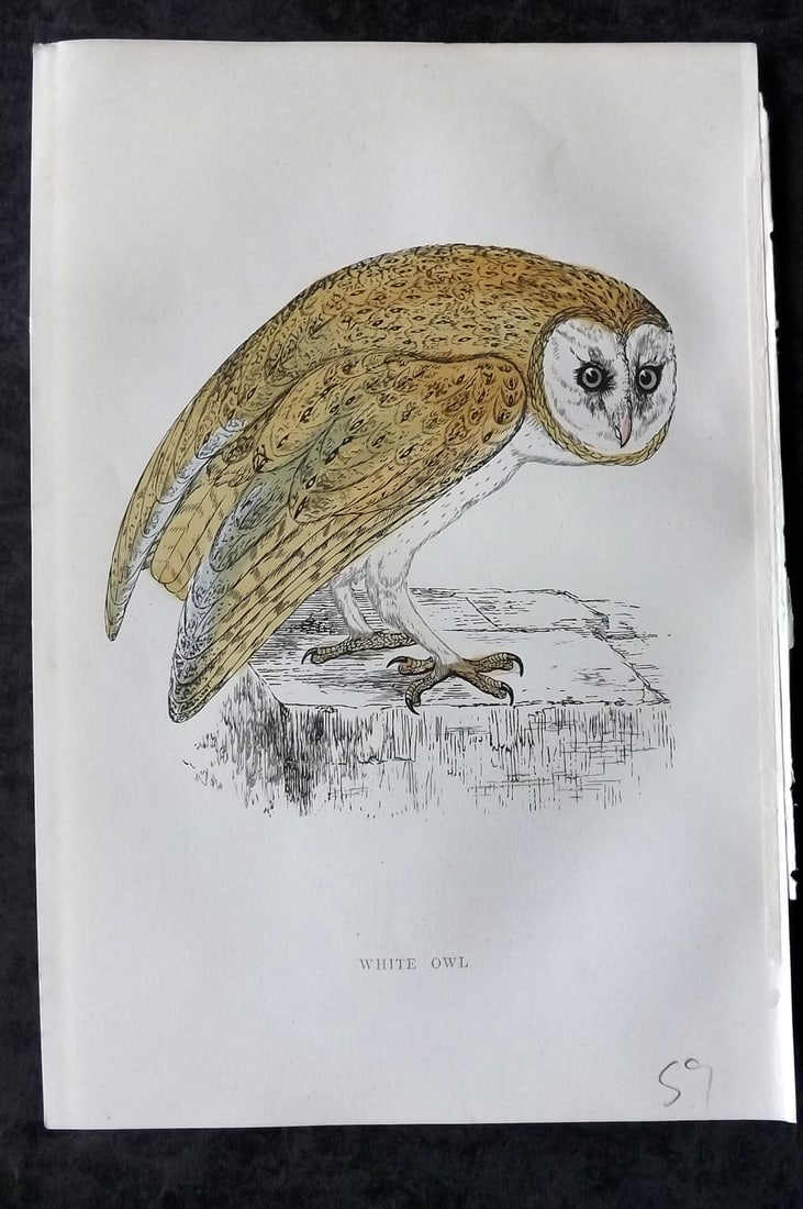Morris, Francis 1867 Hand Col Bird Print. White Owl: Woodblocks Published 1863-7, London for "A History of British Birds" by the Rev. Francis Orpen Morris. Printed in colours and finished by hand. Paper Size: 7.5 x 5 inch (19 x 12cm) Good Condition