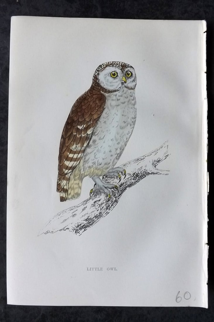 Morris, Francis 1867 Hand Col Bird Print. Little Owl: Woodblocks Published 1863-7, London for "A History of British Birds" by the Rev. Francis Orpen Morris. Printed in colours and finished by hand. Paper Size: 7.5 x 5 inch (19 x 12cm) Good Condition