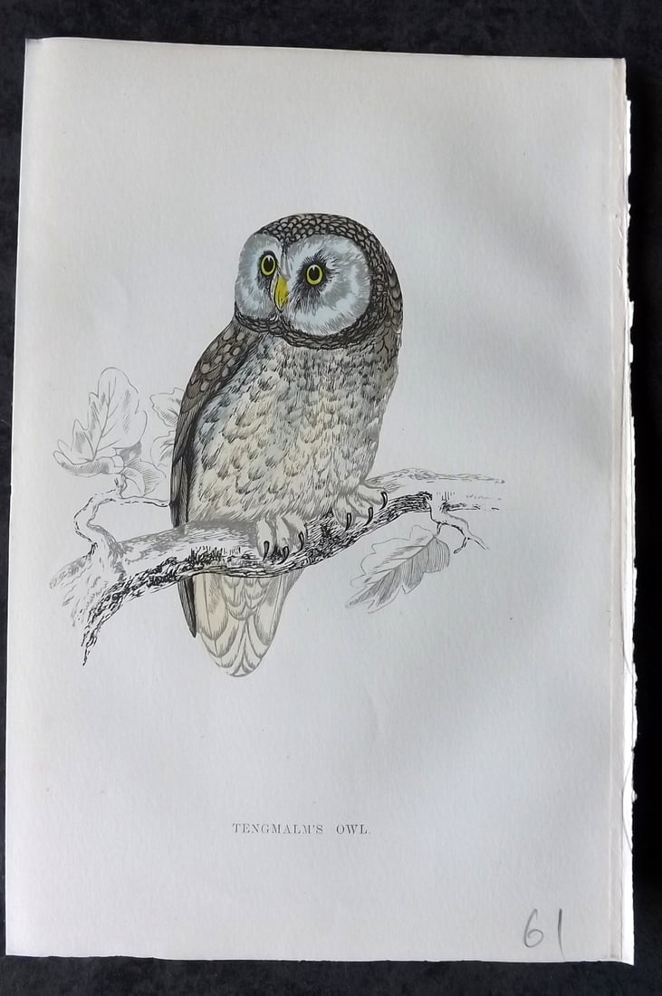 Morris, Francis 1867 Hand Col Bird Print. Tengmalm's Owl: Woodblocks Published 1863-7, London for "A History of British Birds" by the Rev. Francis Orpen Morris. Printed in colours and finished by hand. Paper Size: 7.5 x 5 inch (19 x 12cm) Good Condition