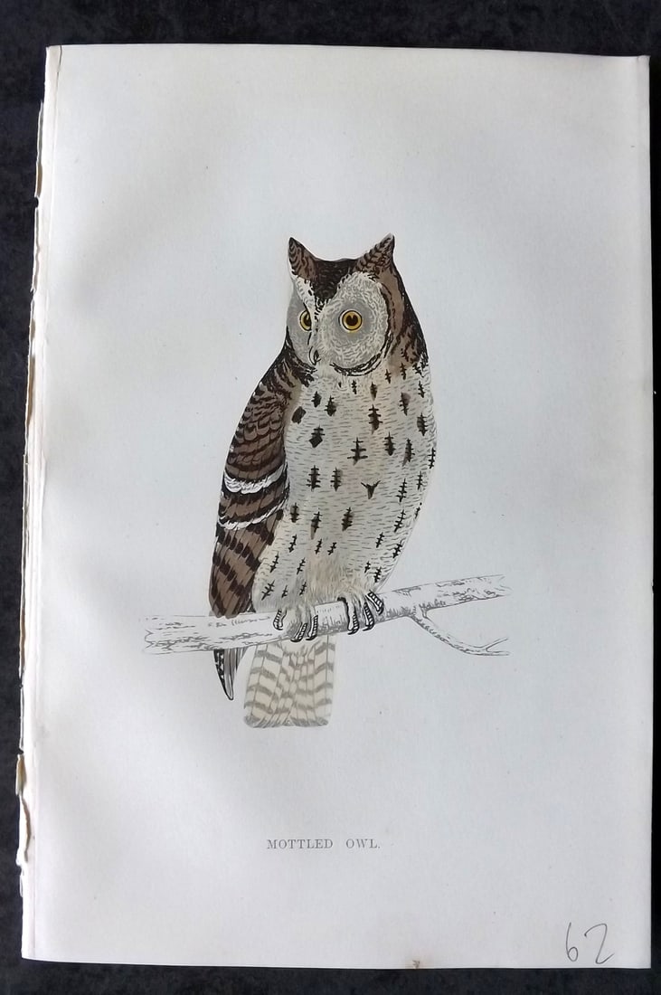 Morris, Francis 1867 Hand Col Bird Print. Mottled Owl: Woodblocks Published 1863-7, London for "A History of British Birds" by the Rev. Francis Orpen Morris. Printed in colours and finished by hand. Paper Size: 7.5 x 5 inch (19 x 12cm) Good Condition