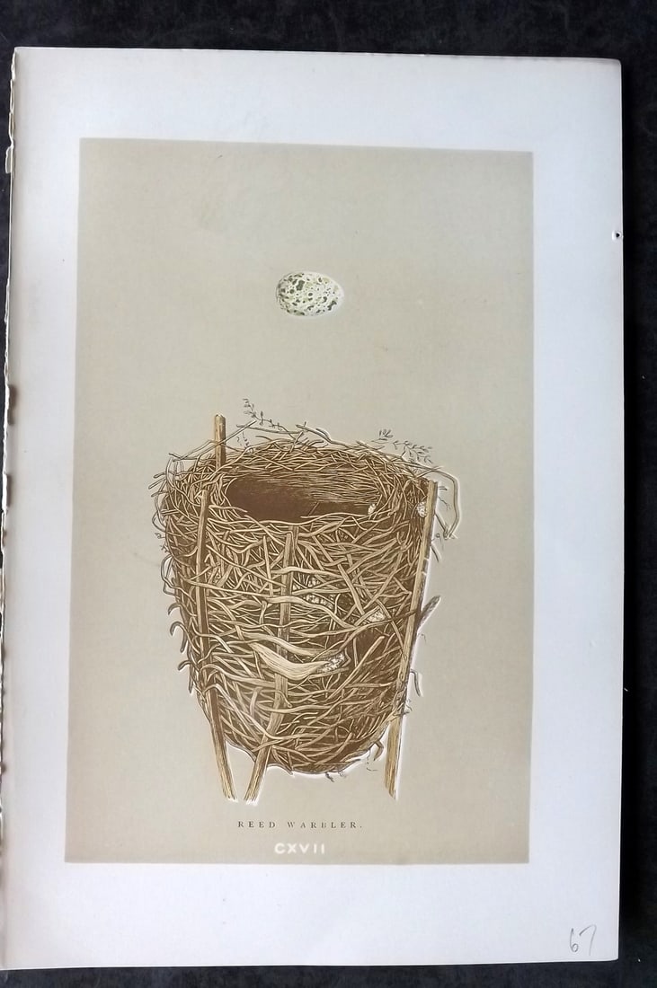 Morris, Francis 1896 Antique Bird Nest Print. Reed Warbler 117: Woodblocks Published 1870, London for "A Natural History of the Nests and Eggs of British Birds" By the Rev. Francis Orpen Morris, printed Benjamin Fawcett. Paper Size: 10 x 7 nch (26 x 18cm) Good Con