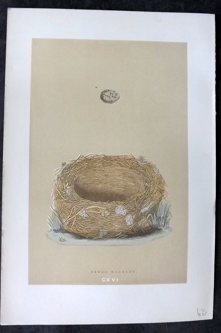 Morris, Francis 1896 Antique Bird Nest Print. Sedge Warbler 116: Woodblocks Published 1870, London for "A Natural History of the Nests and Eggs of British Birds" By the Rev. Francis Orpen Morris, printed Benjamin Fawcett. Paper Size: 10 x 7 nch (26 x 18cm) Good Con