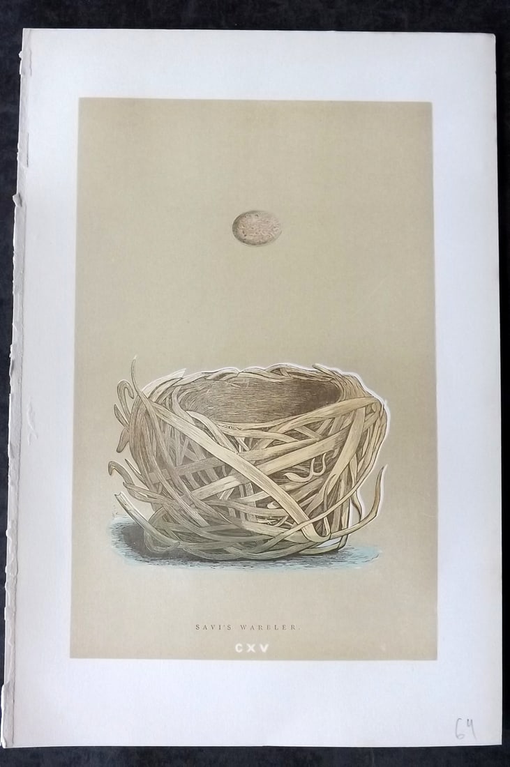 Morris, Francis 1896 Antique Bird Nest Print. Savi's Warbler 115: Woodblocks Published 1870, London for "A Natural History of the Nests and Eggs of British Birds" By the Rev. Francis Orpen Morris, printed Benjamin Fawcett. Paper Size: 10 x 7 nch (26 x 18cm) Good Con