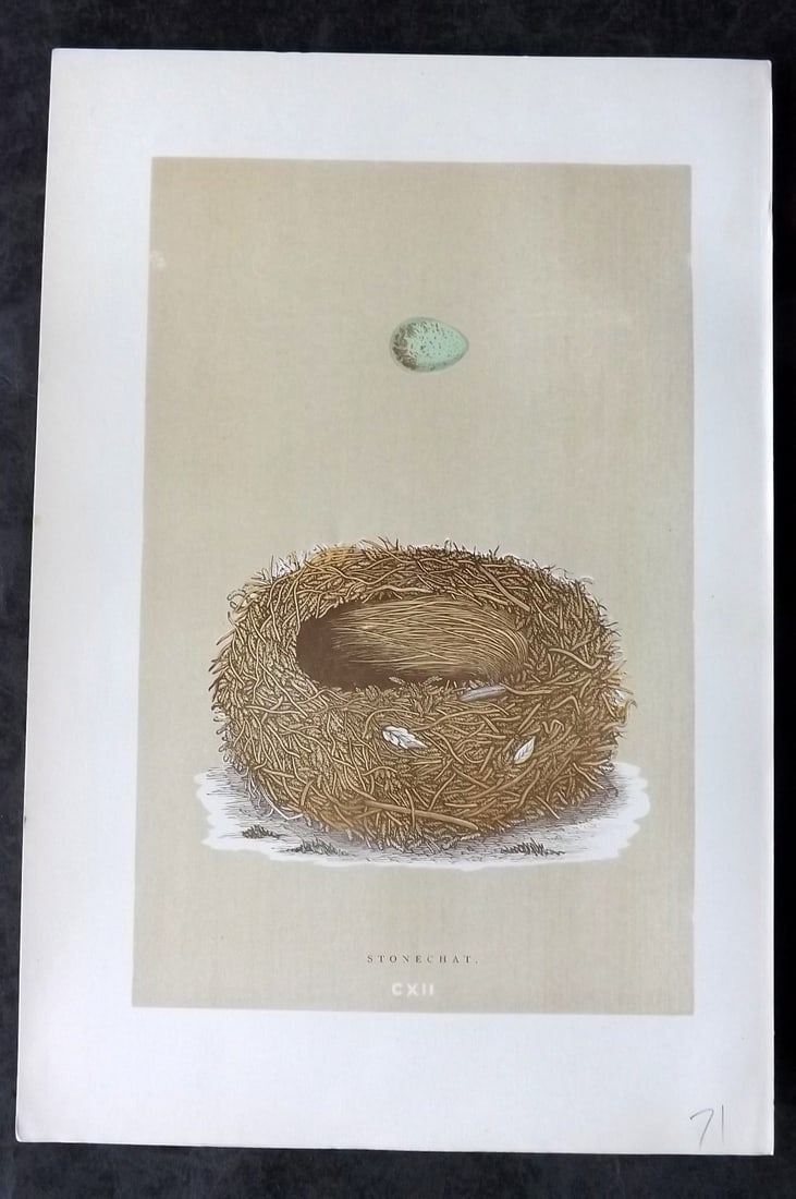 Morris, Francis 1896 Antique Bird Nest Print. Stonechat 112: Woodblocks Published 1870, London for "A Natural History of the Nests and Eggs of British Birds" By the Rev. Francis Orpen Morris, printed Benjamin Fawcett. Paper Size: 10 x 7 nch (26 x 18cm) Good Con