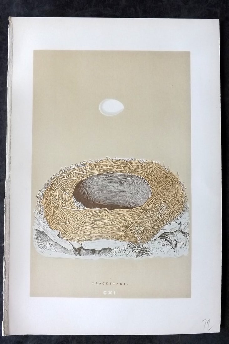 Morris, Francis 1896 Antique Bird Nest Print. Blackstart 111: Woodblocks Published 1870, London for "A Natural History of the Nests and Eggs of British Birds" By the Rev. Francis Orpen Morris, printed Benjamin Fawcett. Paper Size: 10 x 7 nch (26 x 18cm) Good Con