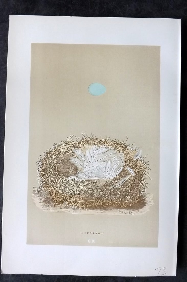 Morris, Francis 1896 Antique Bird Nest Print. Redstart 110: Woodblocks Published 1870, London for "A Natural History of the Nests and Eggs of British Birds" By the Rev. Francis Orpen Morris, printed Benjamin Fawcett. Paper Size: 10 x 7 nch (26 x 18cm) Good Con