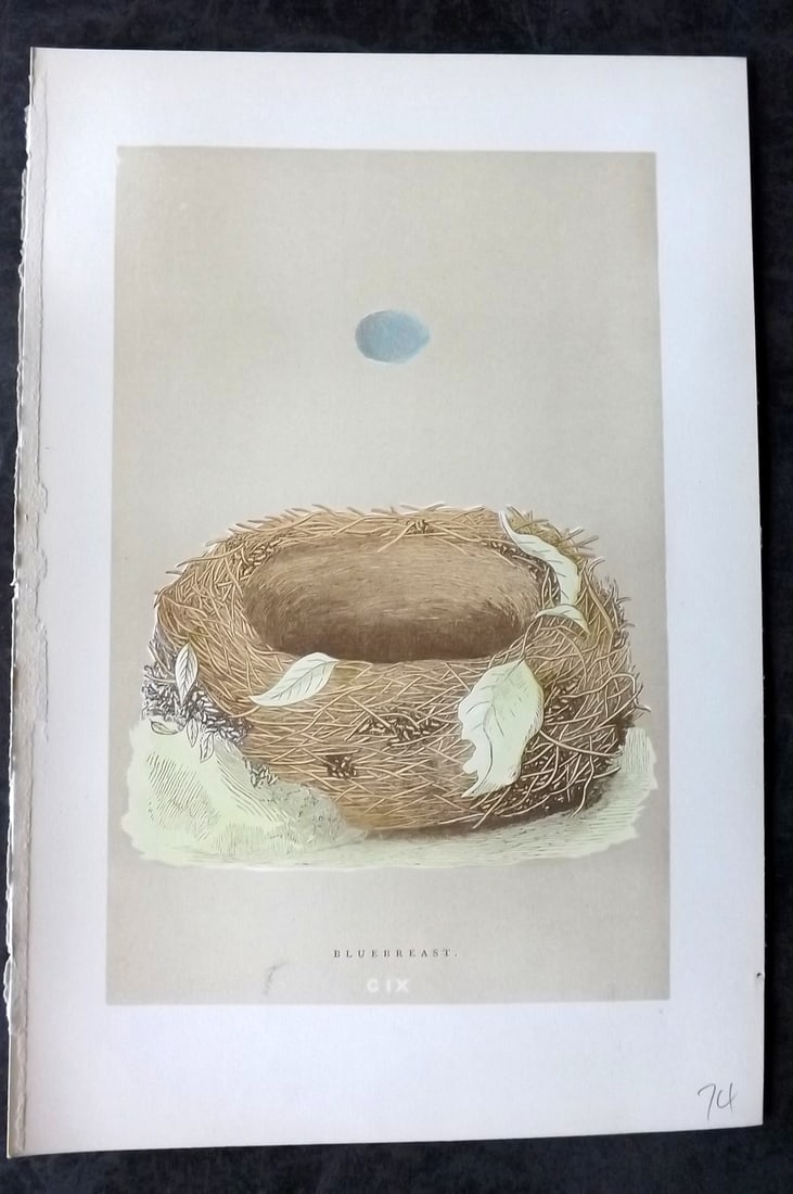 Morris, Francis 1896 Antique Bird Nest Print. Bluebreast 109: Woodblocks Published 1870, London for "A Natural History of the Nests and Eggs of British Birds" By the Rev. Francis Orpen Morris, printed Benjamin Fawcett. Paper Size: 10 x 7 nch (26 x 18cm) Good Con