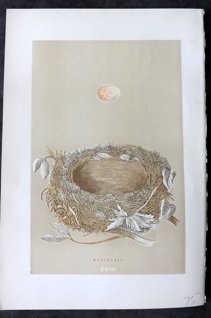 Morris, Francis 1896 Antique Bird Nest Print. Redbreast 108: Woodblocks Published 1870, London for "A Natural History of the Nests and Eggs of British Birds" By the Rev. Francis Orpen Morris, printed Benjamin Fawcett. Paper Size: 10 x 7 nch (26 x 18cm) Good Con