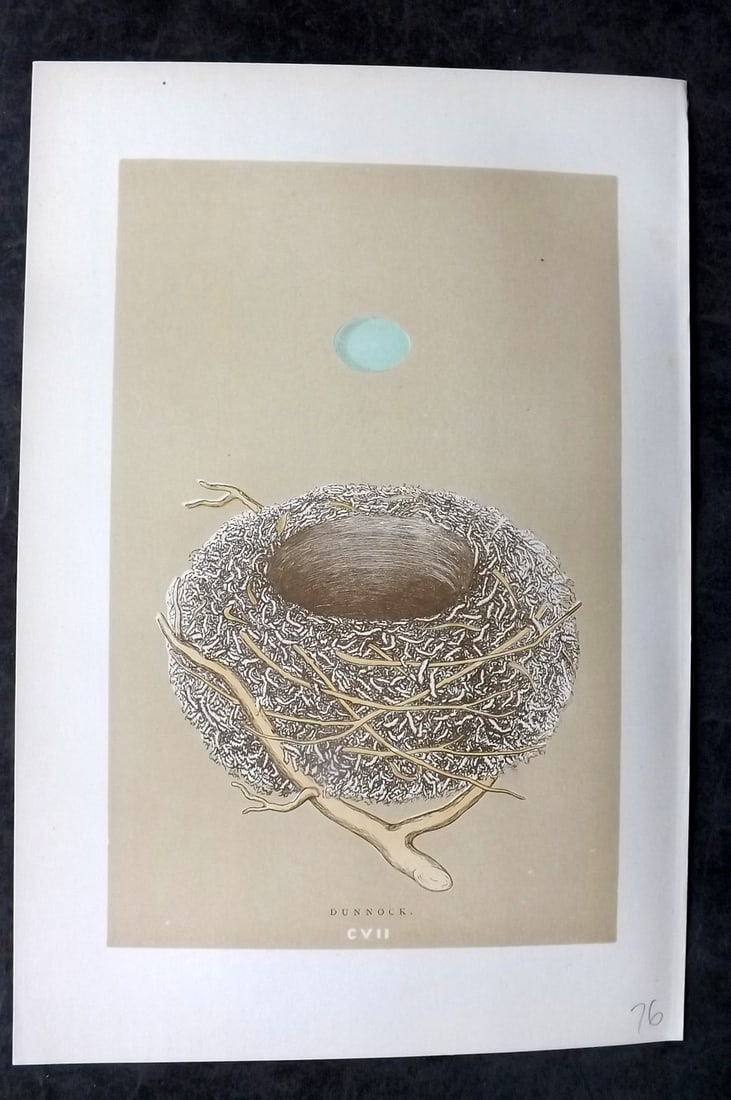 Morris, Francis 1896 Antique Bird Nest Print. Dunnock 107: Woodblocks Published 1870, London for "A Natural History of the Nests and Eggs of British Birds" By the Rev. Francis Orpen Morris, printed Benjamin Fawcett. Paper Size: 10 x 7 nch (26 x 18cm) Good Con