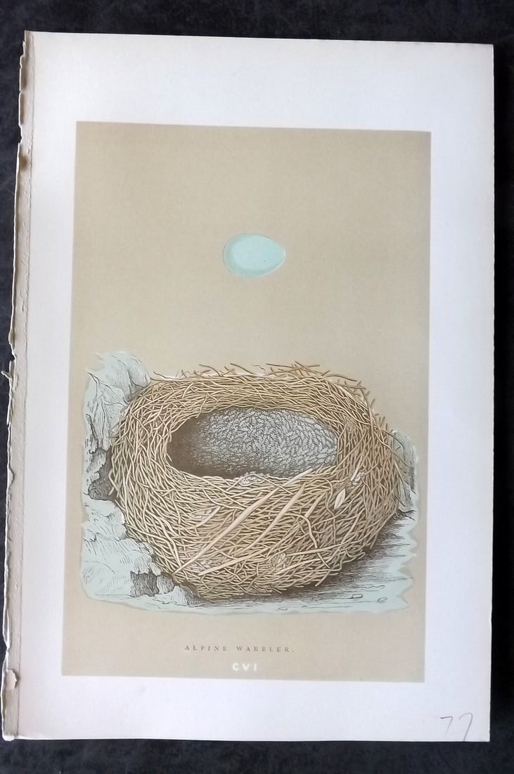 Morris, Francis 1896 Antique Bird Nest Print. Alpine Warbler 106: Woodblocks Published 1870, London for "A Natural History of the Nests and Eggs of British Birds" By the Rev. Francis Orpen Morris, printed Benjamin Fawcett. Paper Size: 10 x 7 nch (26 x 18cm) Good Con
