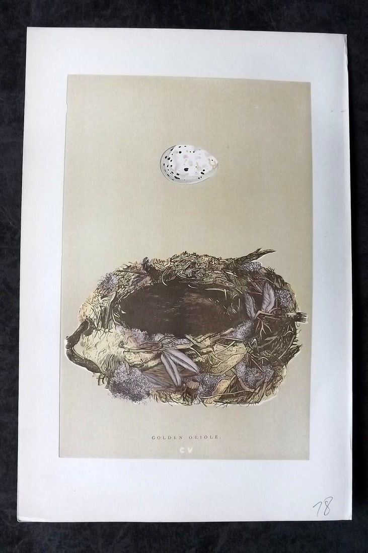 Morris, Francis 1896 Antique Bird Nest Print. Golden Oriole 105: Woodblocks Published 1870, London for "A Natural History of the Nests and Eggs of British Birds" By the Rev. Francis Orpen Morris, printed Benjamin Fawcett. Paper Size: 10 x 7 nch (26 x 18cm) Good Con