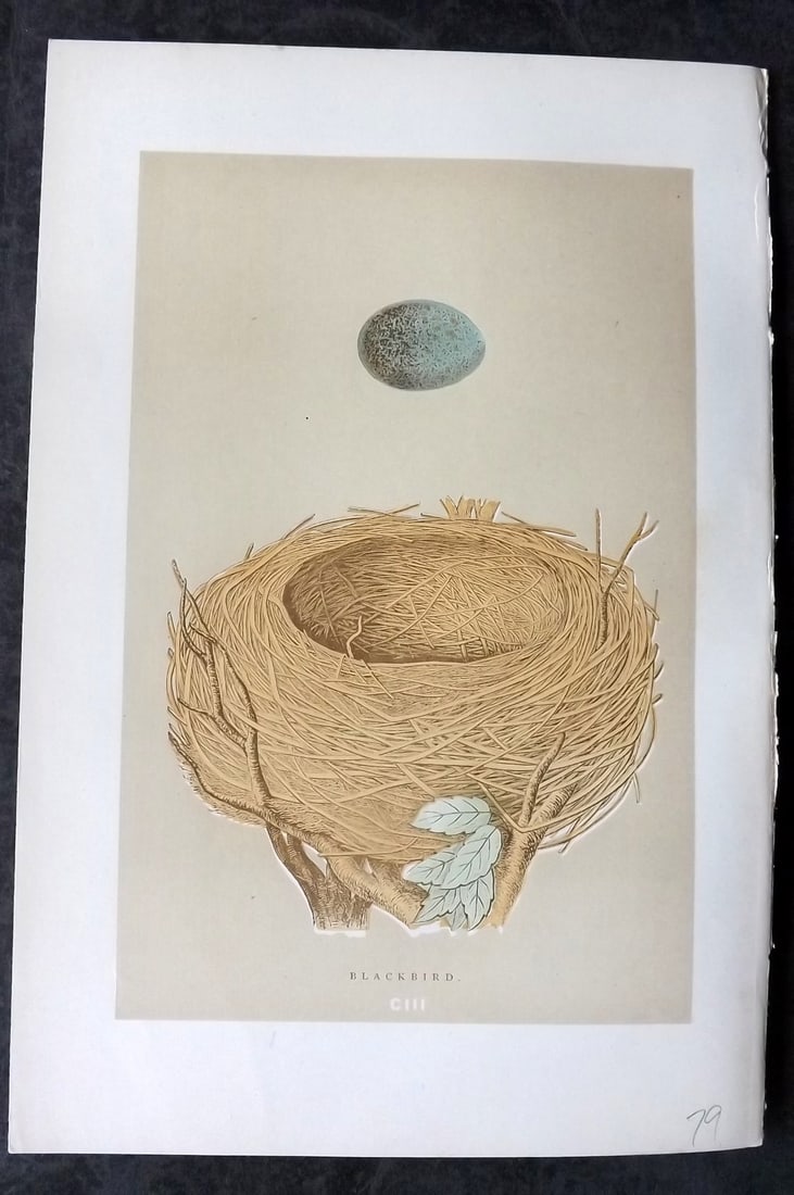 Morris, Francis 1896 Antique Bird Nest Print. Blackbird 103: Woodblocks Published 1870, London for "A Natural History of the Nests and Eggs of British Birds" By the Rev. Francis Orpen Morris, printed Benjamin Fawcett. Paper Size: 10 x 7 nch (26 x 18cm) Good Con