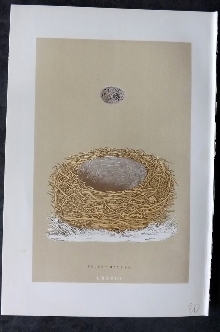 Morris, Francis 1896 Antique Bird Nest Print. Yellow Hammer 78: Woodblocks Published 1870, London for "A Natural History of the Nests and Eggs of British Birds" By the Rev. Francis Orpen Morris, printed Benjamin Fawcett. Paper Size: 10 x 7 nch (26 x 18cm) Good Con