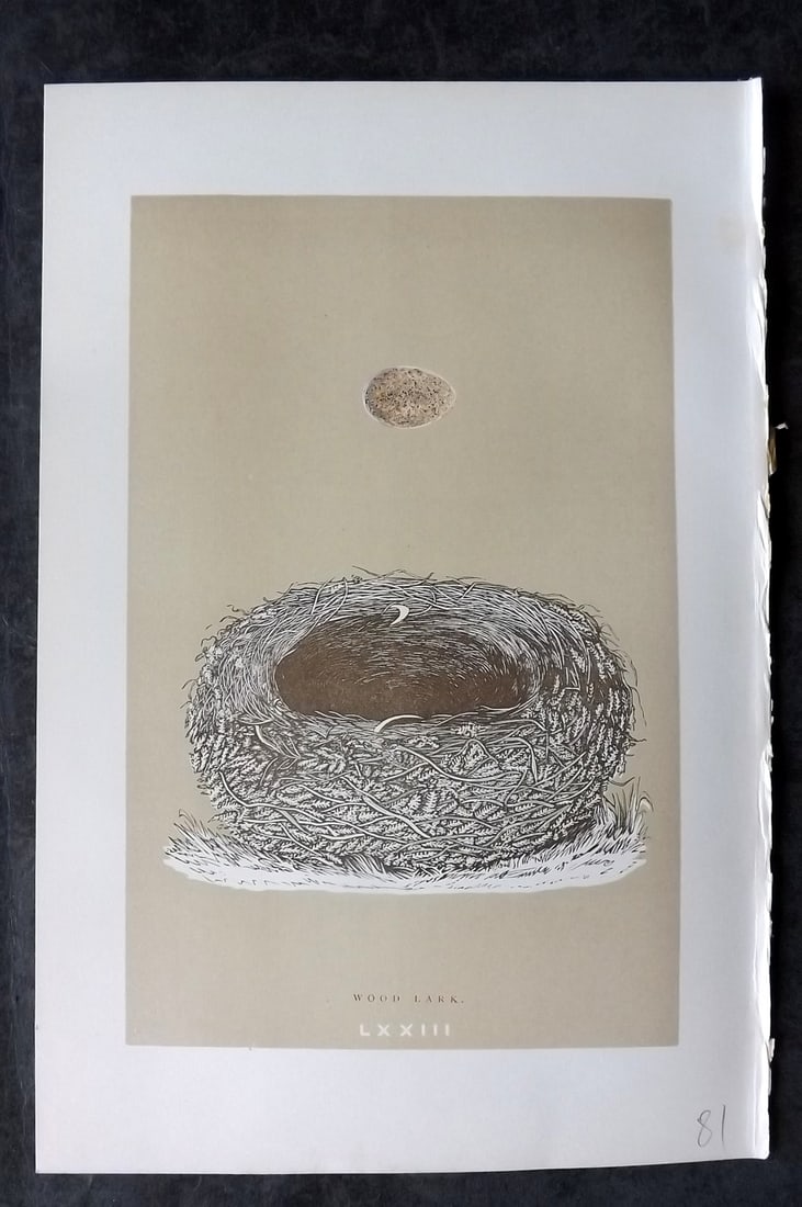 Morris, Francis 1896 Antique Bird Nest Print. Wood Lark 73: Woodblocks Published 1870, London for "A Natural History of the Nests and Eggs of British Birds" By the Rev. Francis Orpen Morris, printed Benjamin Fawcett. Paper Size: 10 x 7 nch (26 x 18cm) Good Con