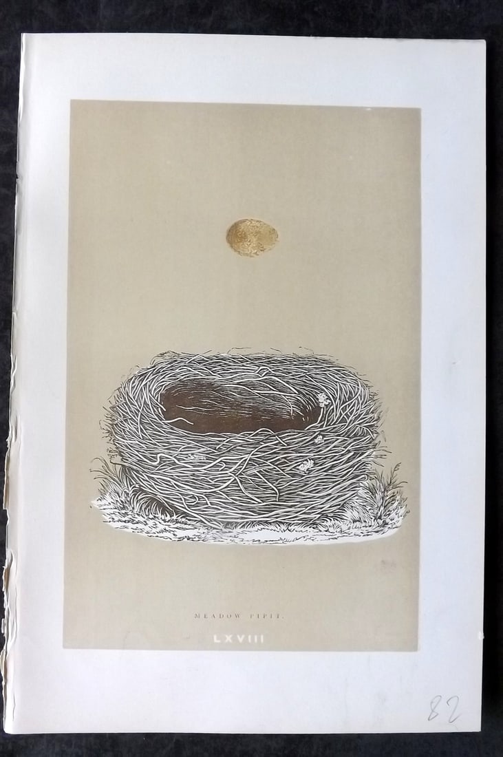 Morris, Francis 1896 Antique Bird Nest Print. Meadow Pipit 68: Woodblocks Published 1870, London for "A Natural History of the Nests and Eggs of British Birds" By the Rev. Francis Orpen Morris, printed Benjamin Fawcett. Paper Size: 10 x 7 nch (26 x 18cm) Good Con