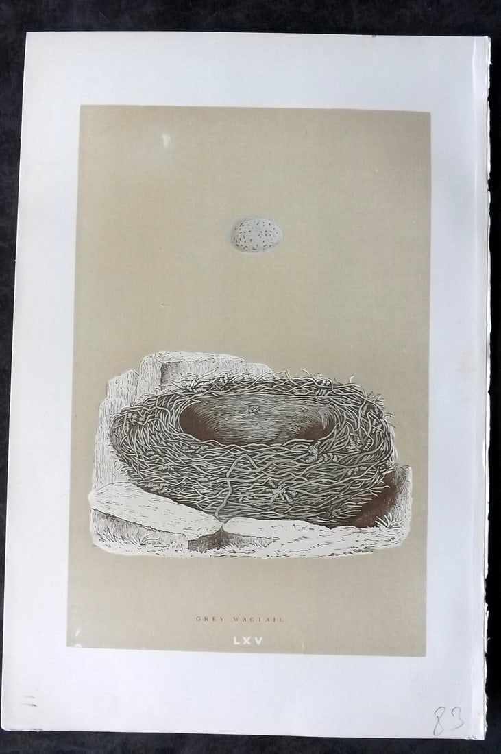 Morris, Francis 1896 Antique Bird Nest Print. Grey Wagtail 65: Woodblocks Published 1870, London for "A Natural History of the Nests and Eggs of British Birds" By the Rev. Francis Orpen Morris, printed Benjamin Fawcett. Paper Size: 10 x 7 nch (26 x 18cm) Good Con