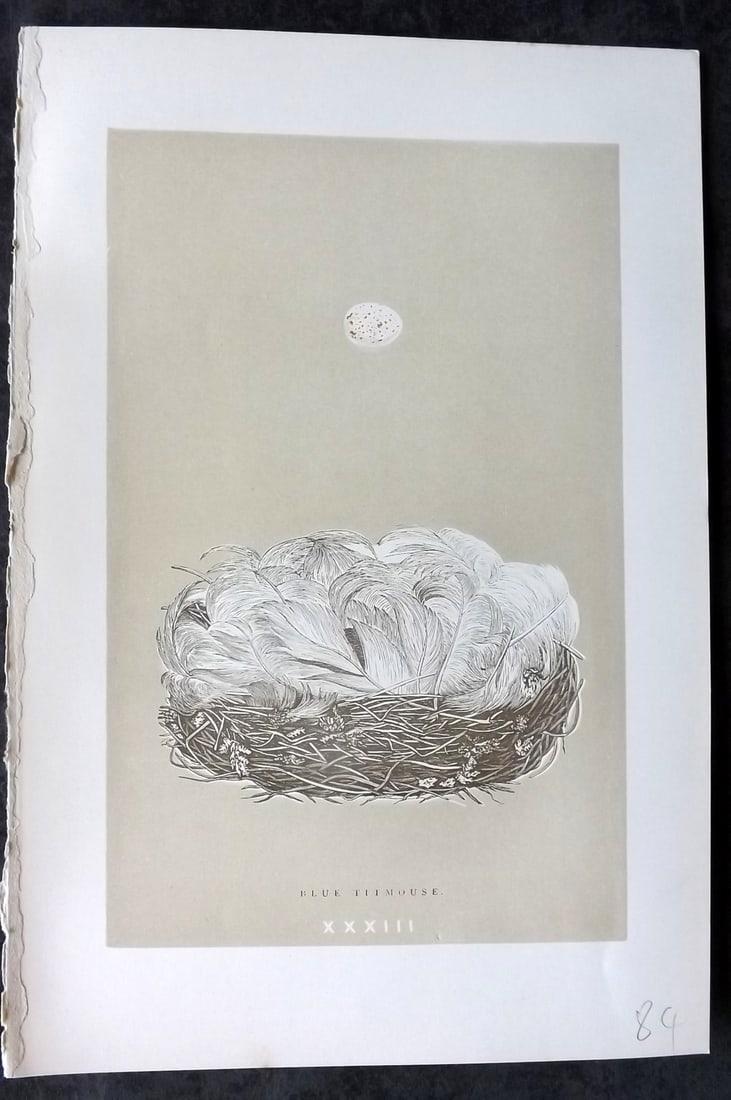 Morris, Francis 1896 Antique Bird Nest Print. Blue Titmouse 33: Woodblocks Published 1870, London for "A Natural History of the Nests and Eggs of British Birds" By the Rev. Francis Orpen Morris, printed Benjamin Fawcett. Paper Size: 10 x 7 nch (26 x 18cm) Good Con