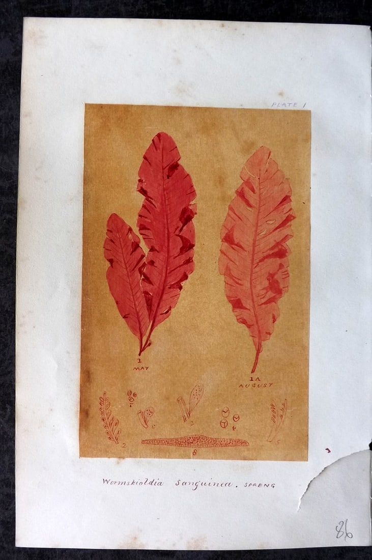 Original Art C1875 Seaweed. Wormskioldia Sanguinea 01: Pen, Ink and/or Watercolour Made in C1875, England for a privately created work on British Seaweeds by an unknown but Gifted Artist. Each drawing with accompanying descriptive manuscript plate, also f