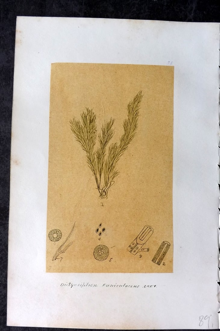 Original Art C1875 Seaweed. Dictyosiphon Faeniculaceus 35: Pen, Ink and/or Watercolour Made in C1875, England for a privately created work on British Seaweeds by an unknown but Gifted Artist. Each drawing with accompanying descriptive manuscript plate, also f