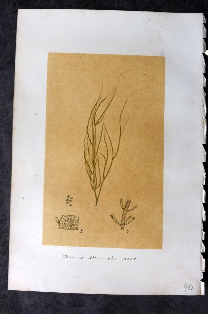 Original Art C1875 Seaweed. Striaria Attenuata 36: Pen, Ink and/or Watercolour Made in C1875, England for a privately created work on British Seaweeds by an unknown but Gifted Artist. Each drawing with accompanying descriptive manuscript plate, also f