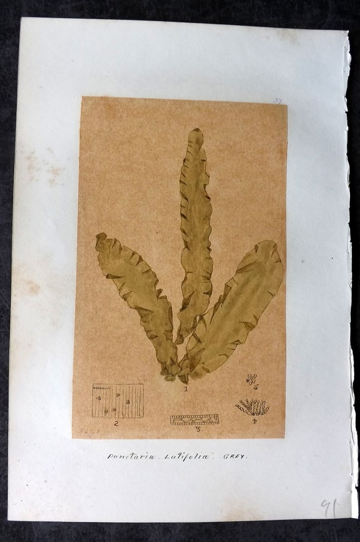 Original Art C1875 Seaweed. Punctaria Latifolia 37 (1 of 1)