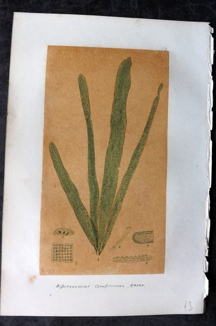 Original Art C1875 Seaweed. Asperococcus Compressus 39: Pen, Ink and/or Watercolour Made in C1875, England for a privately created work on British Seaweeds by an unknown but Gifted Artist. Each drawing with accompanying descriptive manuscript plate, also f