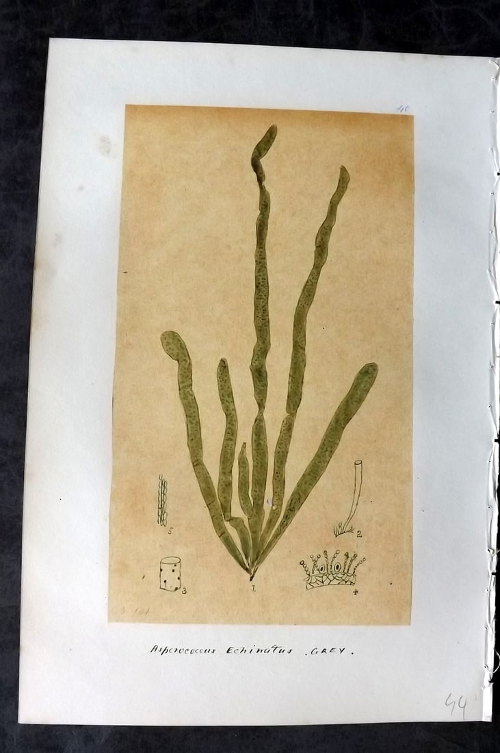Original Art C1875 Seaweed. Asperococcus Echninatus 40: Pen, Ink and/or Watercolour Made in C1875, England for a privately created work on British Seaweeds by an unknown but Gifted Artist. Each drawing with accompanying descriptive manuscript plate, also f