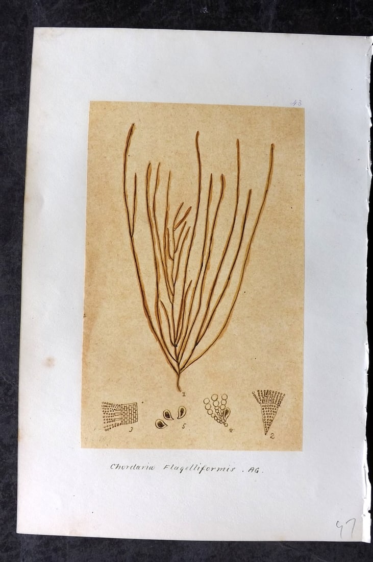 Original Art C1875 Seaweed. Chodaria Flagelliformis 43: Pen, Ink and/or Watercolour Made in C1875, England for a privately created work on British Seaweeds by an unknown but Gifted Artist. Each drawing with accompanying descriptive manuscript plate, also f