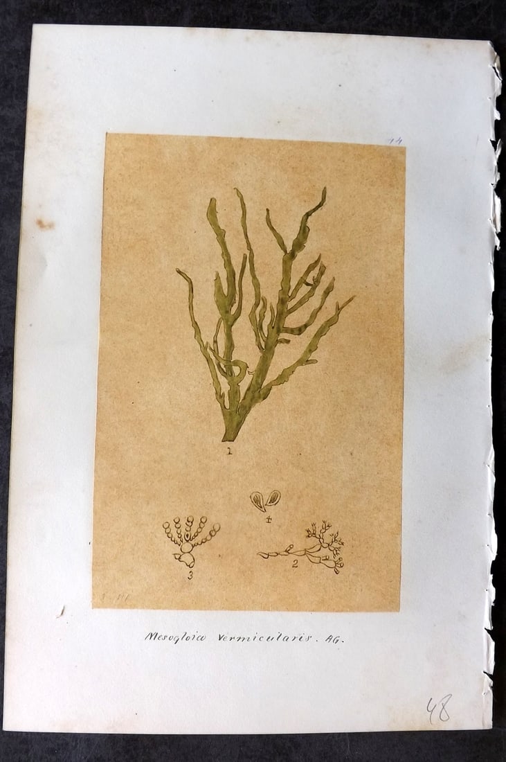 Original Art C1875 Seaweed. Mesogloia Vermicularis 44: Pen, Ink and/or Watercolour Made in C1875, England for a privately created work on British Seaweeds by an unknown but Gifted Artist. Each drawing with accompanying descriptive manuscript plate, also f