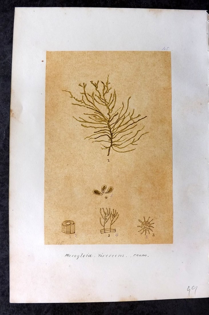 Original Art C1875 Seaweed. Mesogloia Virescens 45: Pen, Ink and/or Watercolour Made in C1875, England for a privately created work on British Seaweeds by an unknown but Gifted Artist. Each drawing with accompanying descriptive manuscript plate, also f