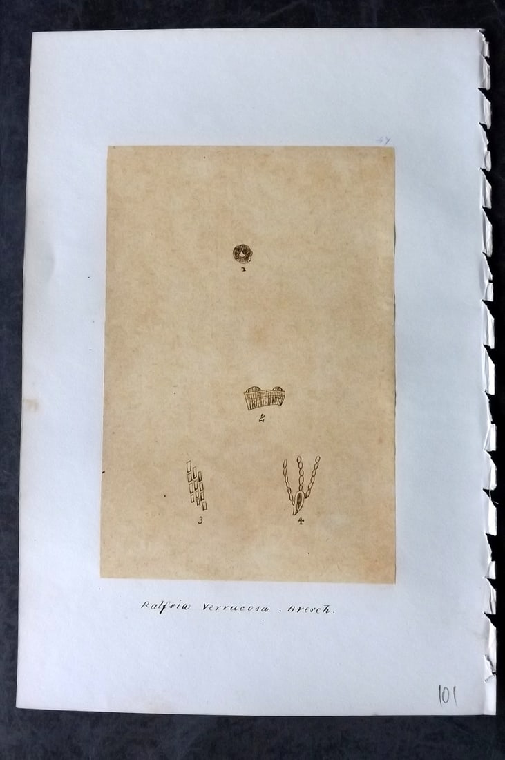 Original Art C1875 Seaweed. Ralfsia Verrucosa 47: Pen, Ink and/or Watercolour Made in C1875, England for a privately created work on British Seaweeds by an unknown but Gifted Artist. Each drawing with accompanying descriptive manuscript plate, also f