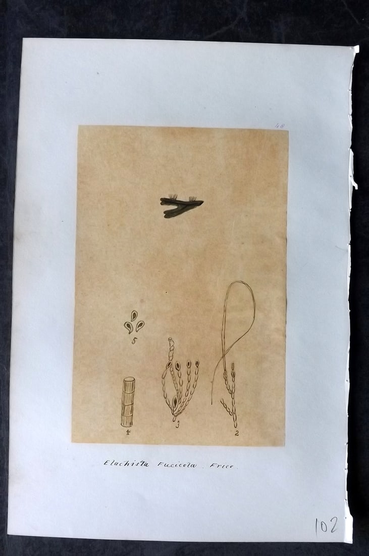 Original Art C1875 Seaweed. Elachista Fucicola 48: Pen, Ink and/or Watercolour Made in C1875, England for a privately created work on British Seaweeds by an unknown but Gifted Artist. Each drawing with accompanying descriptive manuscript plate, also f