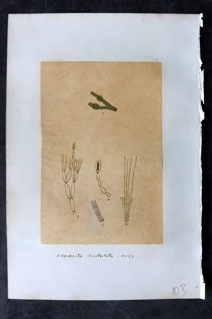 Original Art C1875 Seaweed. Elachista Scutulata 49: Pen, Ink and/or Watercolour Made in C1875, England for a privately created work on British Seaweeds by an unknown but Gifted Artist. Each drawing with accompanying descriptive manuscript plate, also f