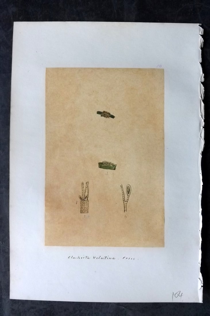 Original Art C1875 Seaweed. Elachista Velutina 50: Pen, Ink and/or Watercolour Made in C1875, England for a privately created work on British Seaweeds by an unknown but Gifted Artist. Each drawing with accompanying descriptive manuscript plate, also f