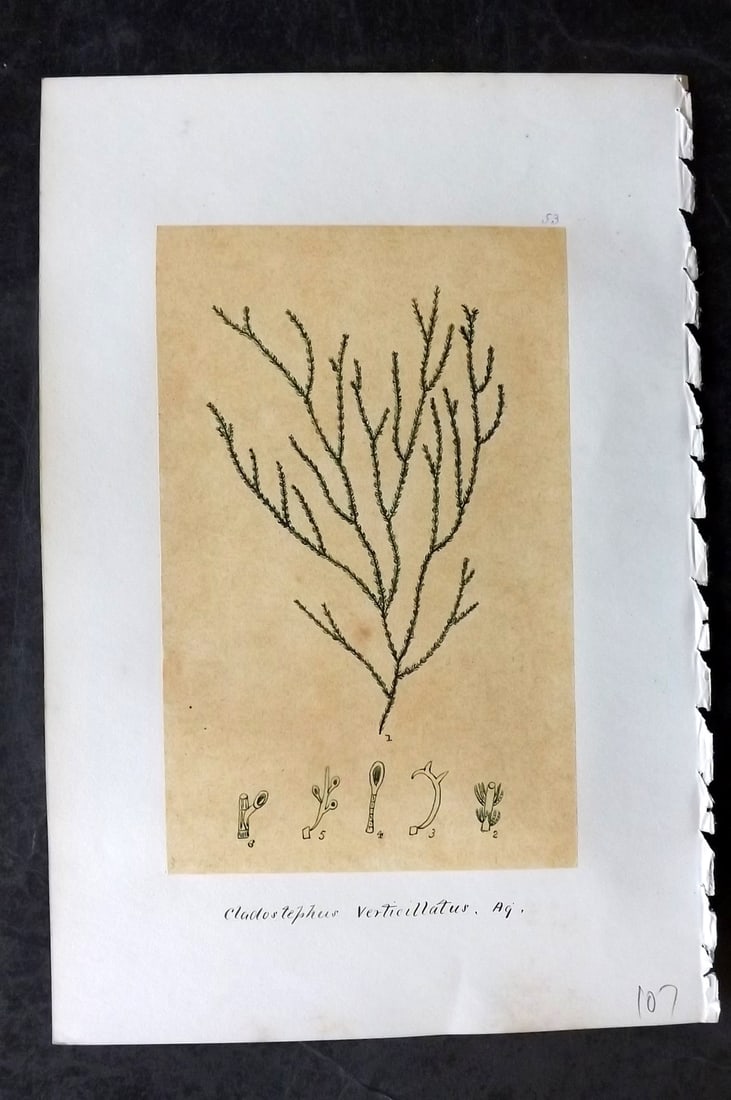Original Art C1875 Seaweed. Cladostephus Verticillatus 53: Pen, Ink and/or Watercolour Made in C1875, England for a privately created work on British Seaweeds by an unknown but Gifted Artist. Each drawing with accompanying descriptive manuscript plate, also f