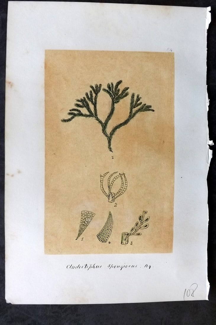 Original Art C1875 Seaweed. Cladostephus Spongiosus 54: Pen, Ink and/or Watercolour Made in C1875, England for a privately created work on British Seaweeds by an unknown but Gifted Artist. Each drawing with accompanying descriptive manuscript plate, also f