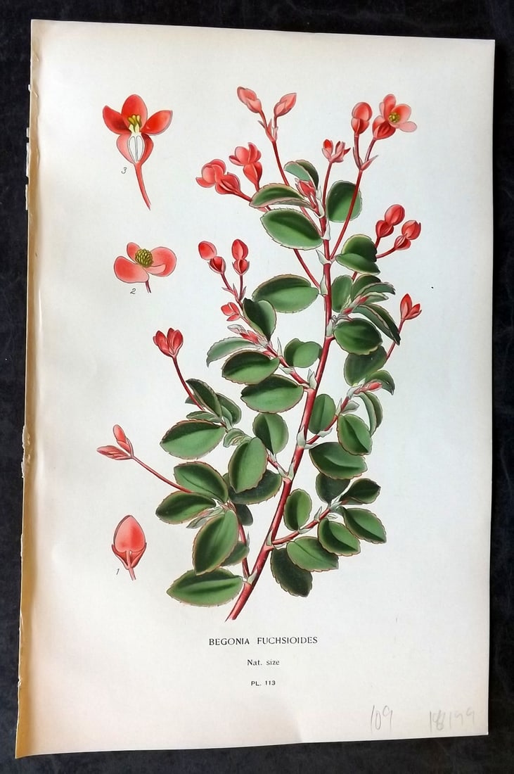 Step, Edward 1897 Antique Botanical Print. Begonia Fuchsioides 113: Chromolithograph Published 1896-97 by Frederick Warne & Co., London for "Favourite Flowers of Garden and Greenhouse" by Edward Step and William Watson. Paper Size: 9 x 6 inch (23 x 15cm) Good Conditio