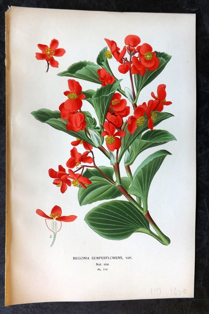 Step, Edward 1897 Antique Botanical Print. Begonia Semperflorens 114: Chromolithograph Published 1896-97 by Frederick Warne & Co., London for "Favourite Flowers of Garden and Greenhouse" by Edward Step and William Watson. Paper Size: 9 x 6 inch (23 x 15cm) Good Conditio