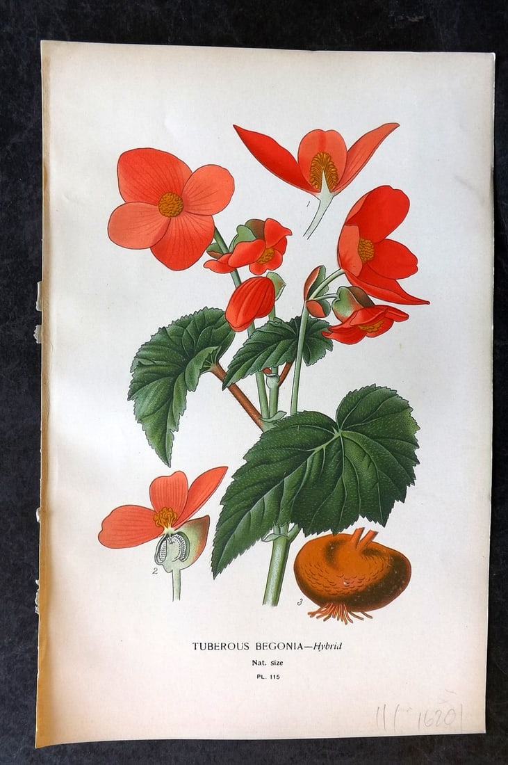 Step, Edward 1897 Antique Botanical Print. Tuberous Begonia 115: Chromolithograph Published 1896-97 by Frederick Warne & Co., London for "Favourite Flowers of Garden and Greenhouse" by Edward Step and William Watson. Paper Size: 9 x 6 inch (23 x 15cm) Good Conditio