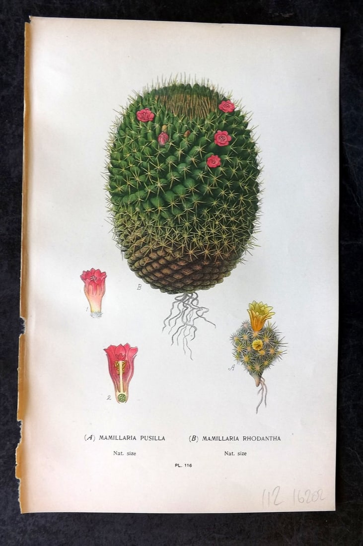 Step, Edward 1897 Antique Botanical Print. Mamillaria Pusilla & Rhodantha 116: Chromolithograph Published 1896-97 by Frederick Warne & Co., London for "Favourite Flowers of Garden and Greenhouse" by Edward Step and William Watson. Paper Size: 9 x 6 inch (23 x 15cm) Good Conditio