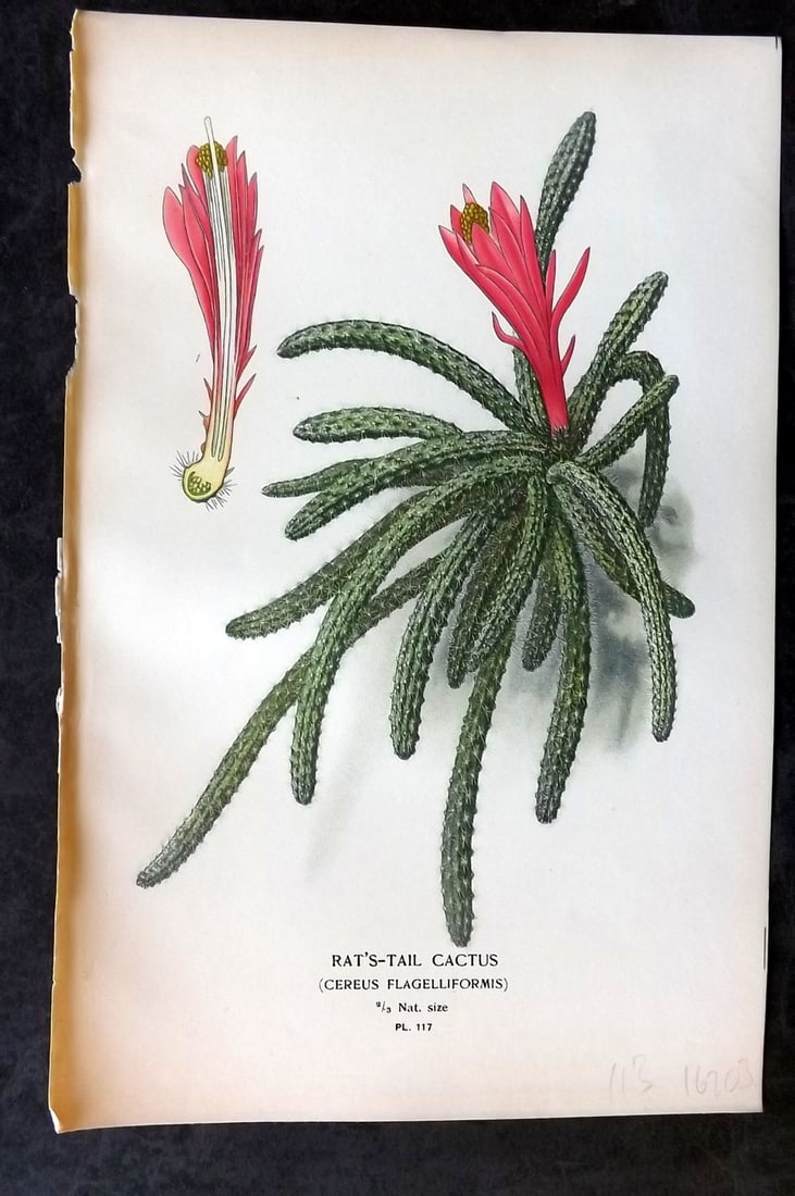 Step, Edward 1897 Antique Botanical Print. Rat's-Tail Cactus 117: Chromolithograph Published 1896-97 by Frederick Warne & Co., London for "Favourite Flowers of Garden and Greenhouse" by Edward Step and William Watson. Paper Size: 9 x 6 inch (23 x 15cm) Good Conditio