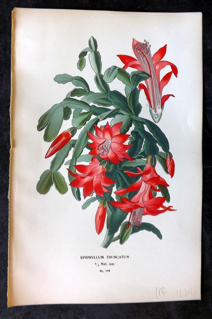 Step, Edward 1897 Antique Botanical Print. Epiphyllum Truncatum 118 (1 of 1)