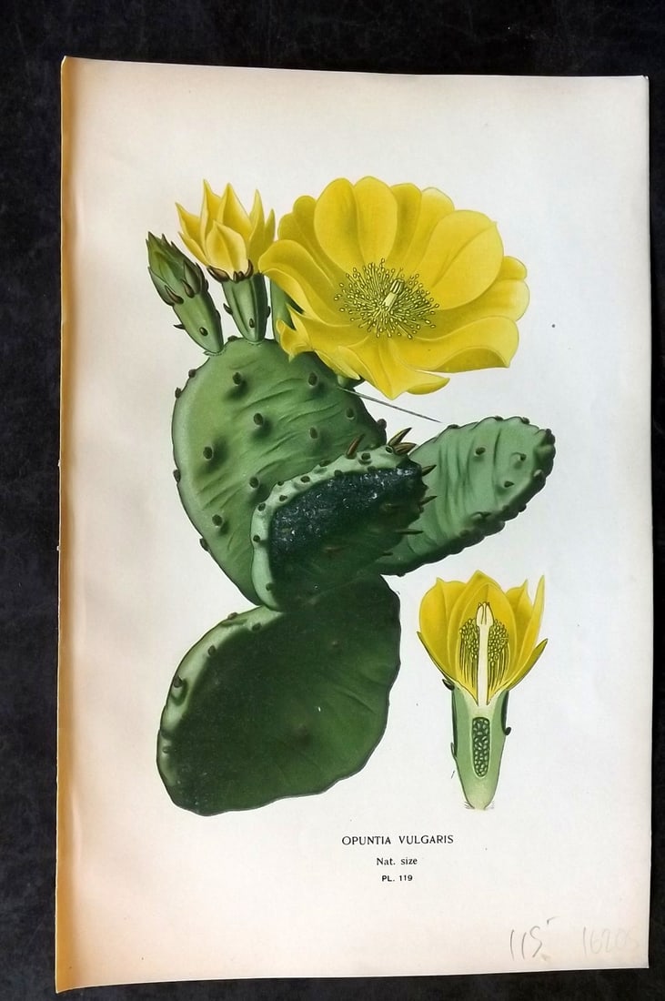 Step, Edward 1897 Antique Botanical Print. Opunitia Vulgaris 119: Chromolithograph Published 1896-97 by Frederick Warne & Co., London for "Favourite Flowers of Garden and Greenhouse" by Edward Step and William Watson. Paper Size: 9 x 6 inch (23 x 15cm) Good Conditio
