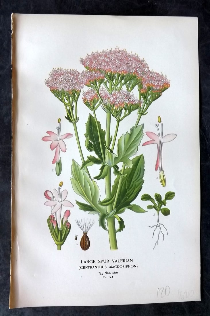 Step, Edward 1897 Antique Botanical Print. Large Spur Valerian 124: Chromolithograph Published 1896-97 by Frederick Warne & Co., London for "Favourite Flowers of Garden and Greenhouse" by Edward Step and William Watson. Paper Size: 9 x 6 inch (23 x 15cm) Good Conditio