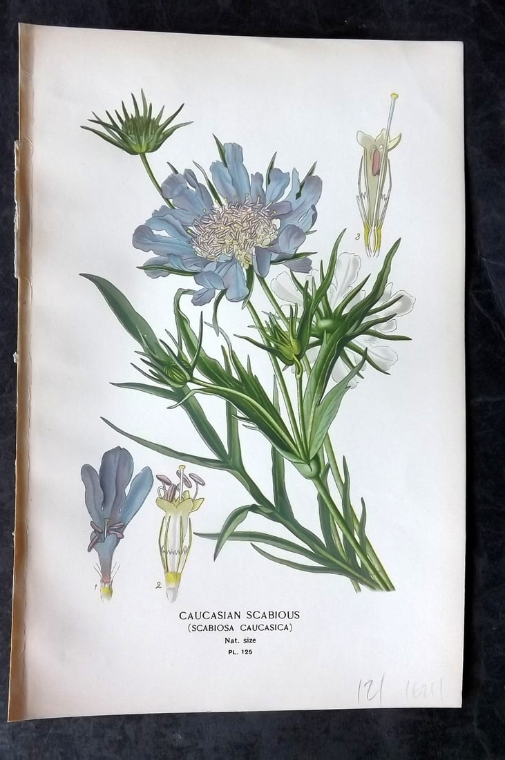 Step, Edward 1897 Antique Botanical Print. Caucasian Scabious 125: Chromolithograph Published 1896-97 by Frederick Warne & Co., London for "Favourite Flowers of Garden and Greenhouse" by Edward Step and William Watson. Paper Size: 9 x 6 inch (23 x 15cm) Good Conditio