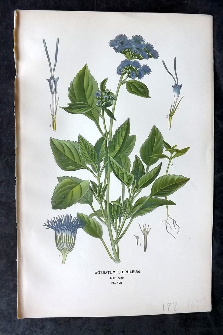Step, Edward 1897 Antique Botanical Print. Ageratum Coeruleum 126: Chromolithograph Published 1896-97 by Frederick Warne & Co., London for "Favourite Flowers of Garden and Greenhouse" by Edward Step and William Watson. Paper Size: 9 x 6 inch (23 x 15cm) Good Conditio