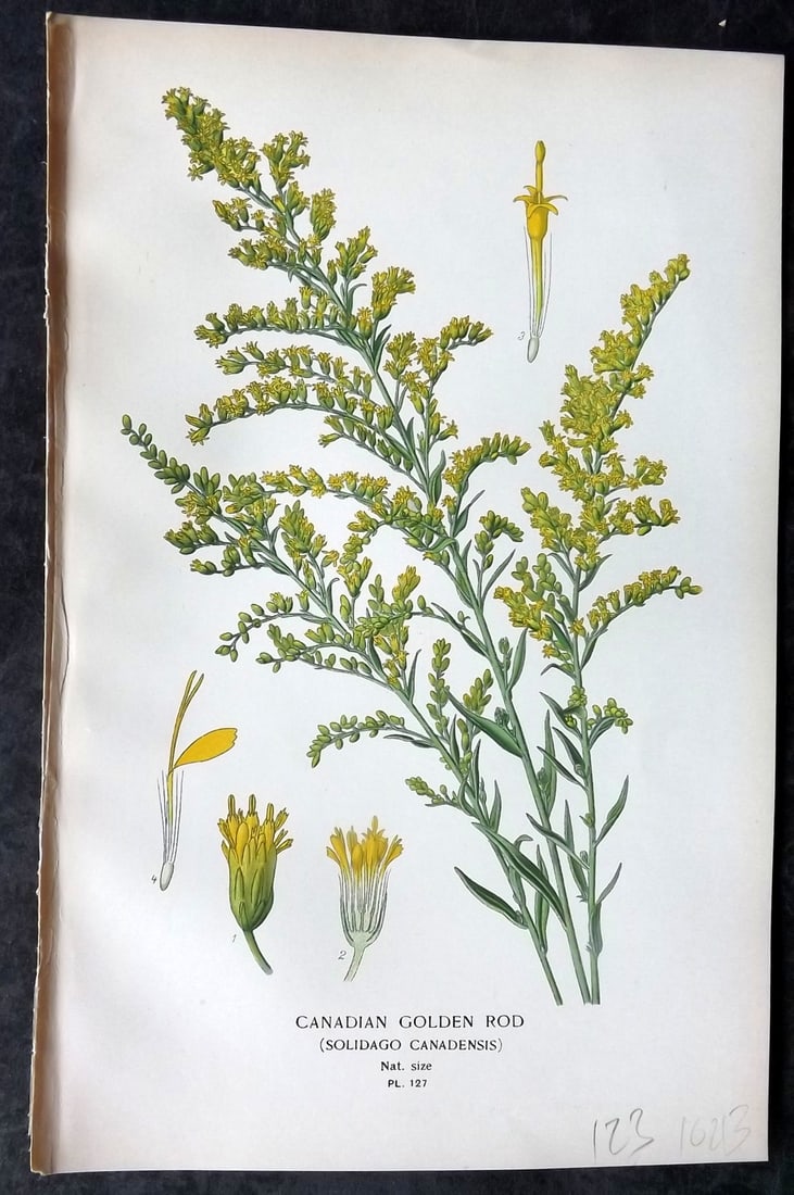 Step, Edward 1897 Antique Botanical Print. Canadian Golden Rod 127: Chromolithograph Published 1896-97 by Frederick Warne & Co., London for "Favourite Flowers of Garden and Greenhouse" by Edward Step and William Watson. Paper Size: 9 x 6 inch (23 x 15cm) Good Conditio